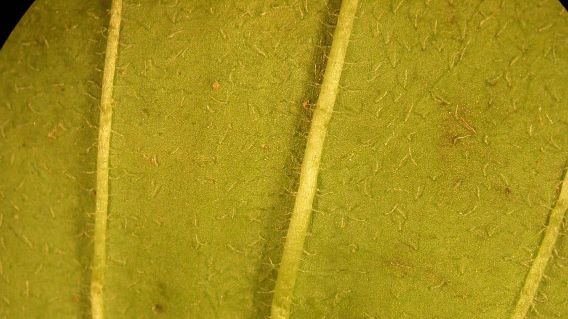 Blackseed plantain leaf hairs.
