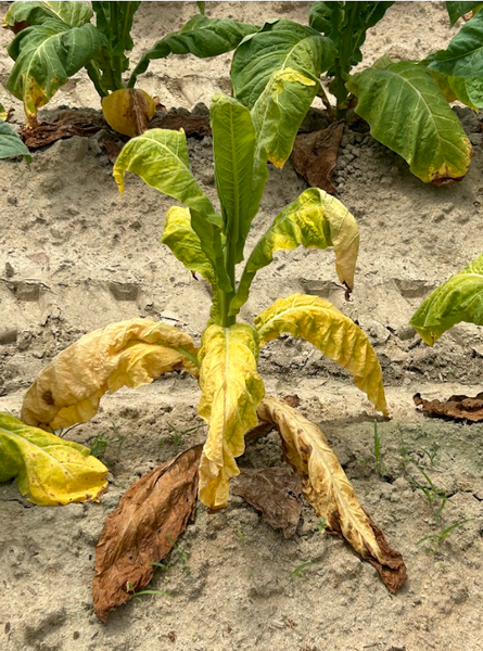 Tobacco plant affected by P. nicotianae