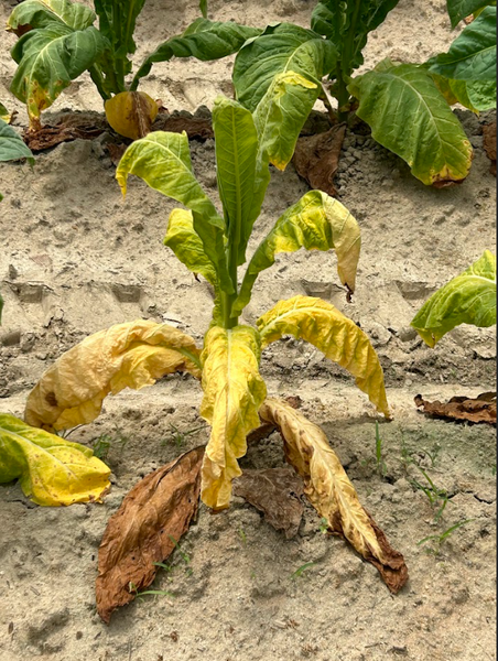 Figure 4. Wilted tobacco plant affected by P. nicotianae
