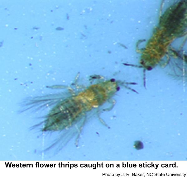 Thrips are more highly attracted to blue sticky cards.