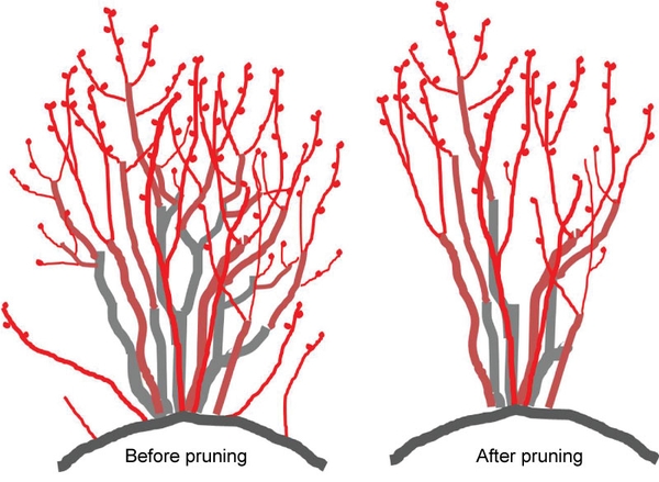 An illustration of a blueberry bush before and after pruning showing thinned branches.