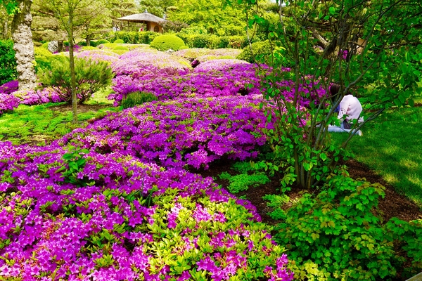 Rhododendrons in a botanic garden