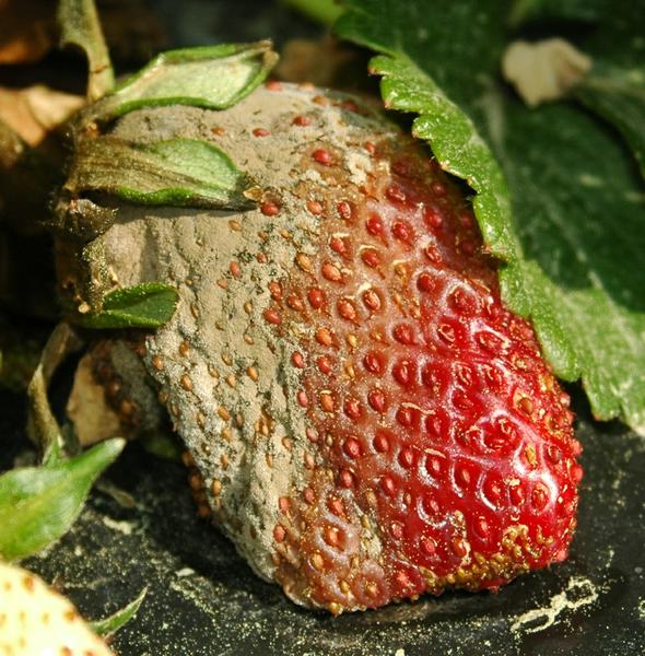 fruit in mold, strawberry mold Stock Photo