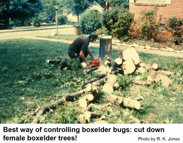 Cutting a boxelder tree may be the best long term control.