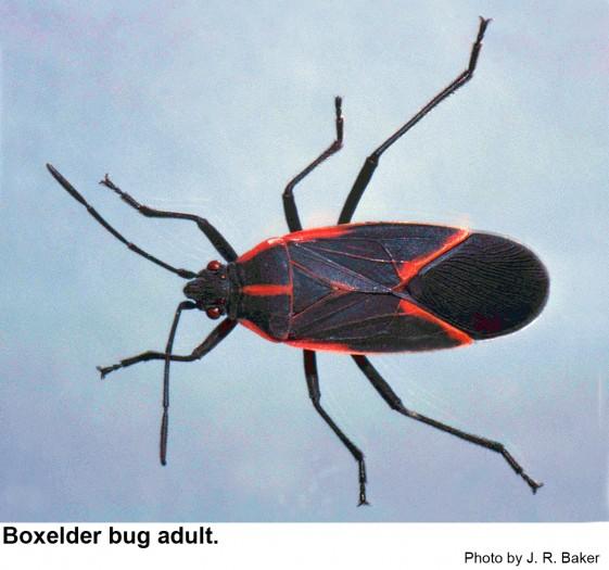 Boxelder bugs are about half an inch long.