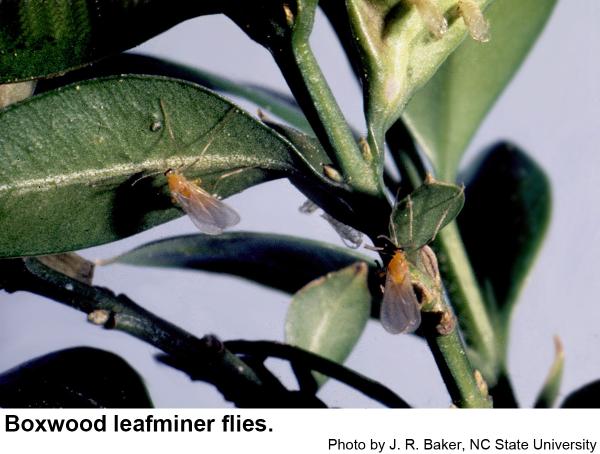 boxwood leafminer flies