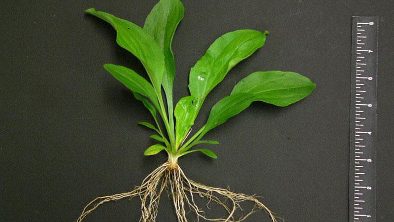 Broadleaf plantain growth habit.