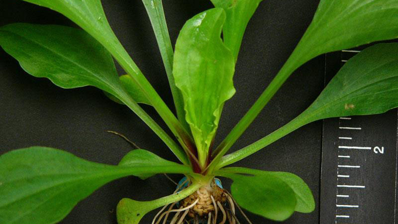 Broadleaf plantain growth habit.