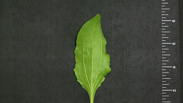 Broadleaf plantain leaf shape.