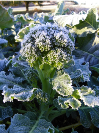 Color photo of broccoli with frost on leaves and head