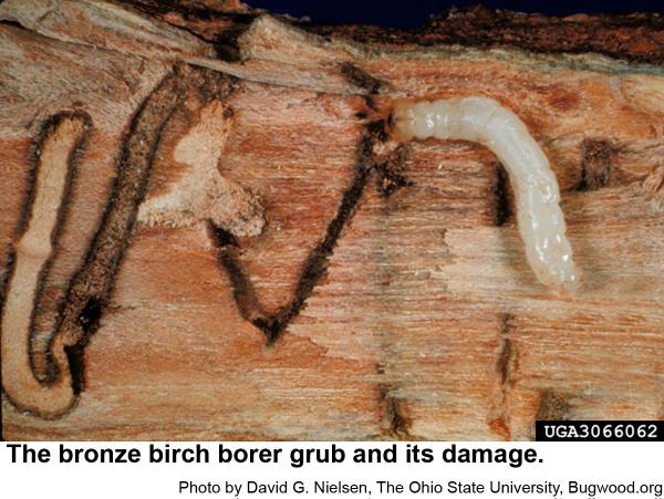 The bronze birch beetle grub and its damage.
