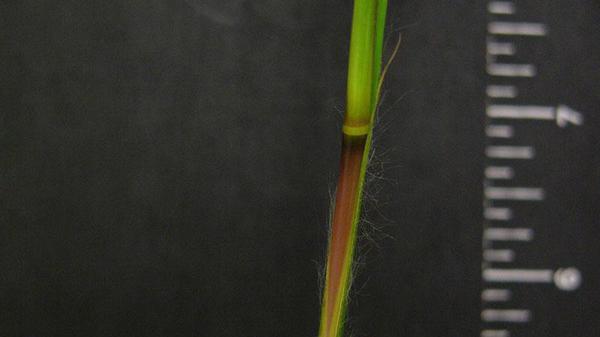 Broomsedge sheath margin