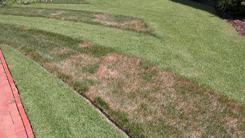 Brown patch in tall fescue