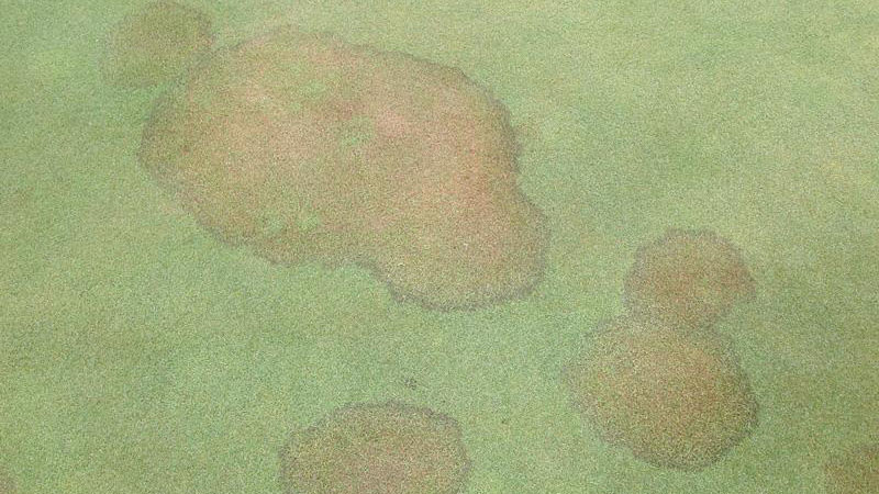 Brown patch in creeping bentgrass