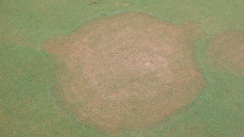 Brown patch in creeping bentgrass