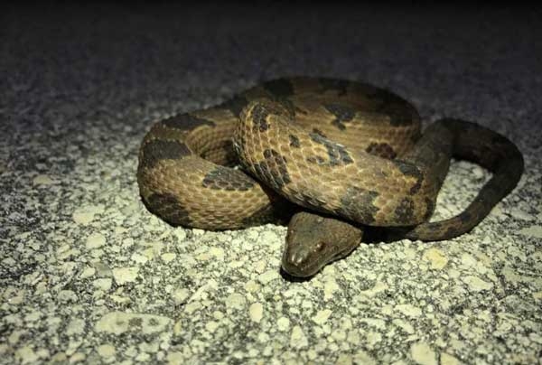 Coiled brown snake with rough scales, a heavy body, flat head, and dark brown blotches on the back and sides.