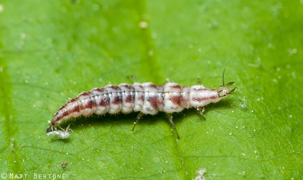 brown lacewing larva on a leaf