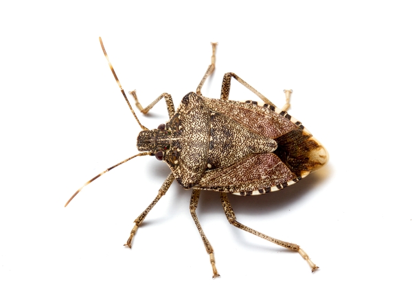 Dorsal view of brown marmorated stink bug