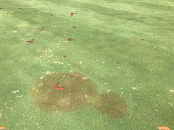 Brown patch and dollar spot in creeping bentgrass