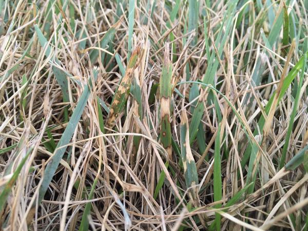 Brown patch in tall fescue