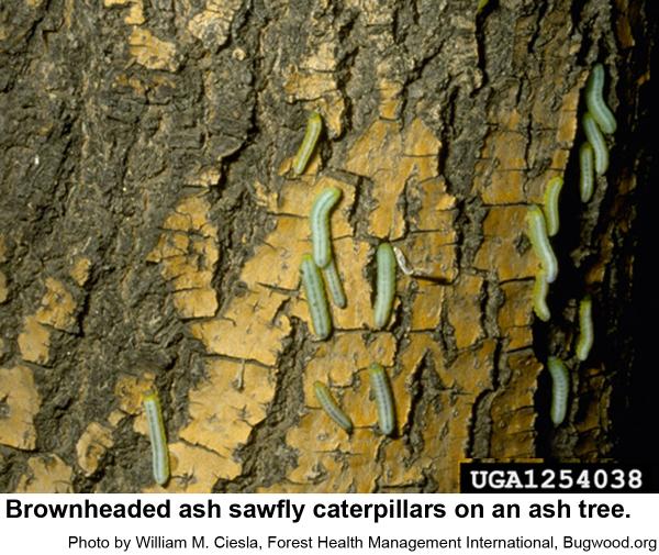 Brownheaded ash sawfly caterpillars on an ash tree.