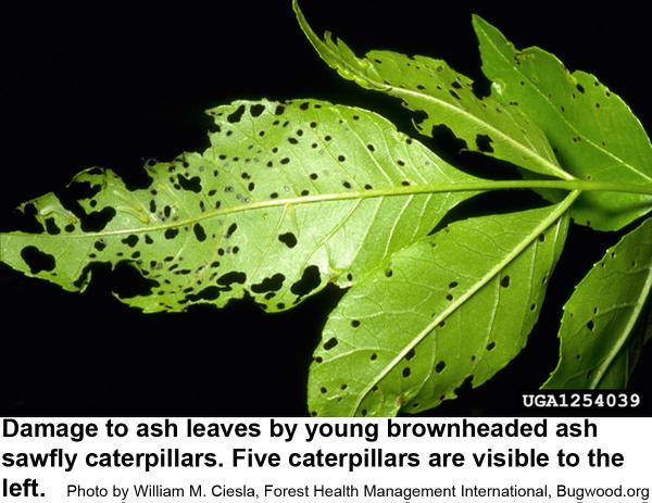 Damage to ash leaves by young brownheaded ash sawfly caterpillars. Five caterpillars are visible to the left.