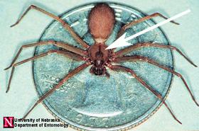 Brown recluse spider on quarter with arrow pointing to fiddle-shaped marking