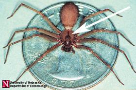 Two Cases of Recluse Spider Bites in NC