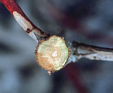 Photo of cross-section of disease on a pruned blueberry stem.