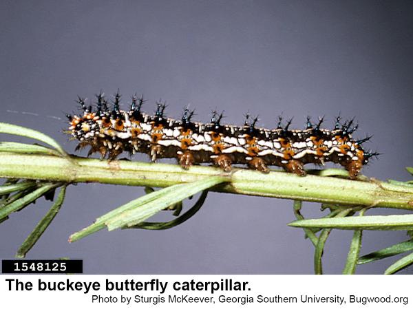 Side view of a Buckeye butterfly caterpillar