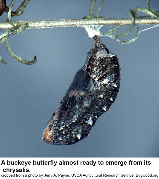buckeye butterfly chrysalis