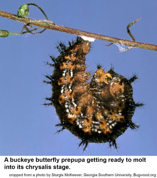 buckeye butterfly prepupa