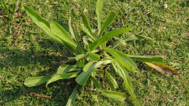 Buckhorn plantain growth habit.