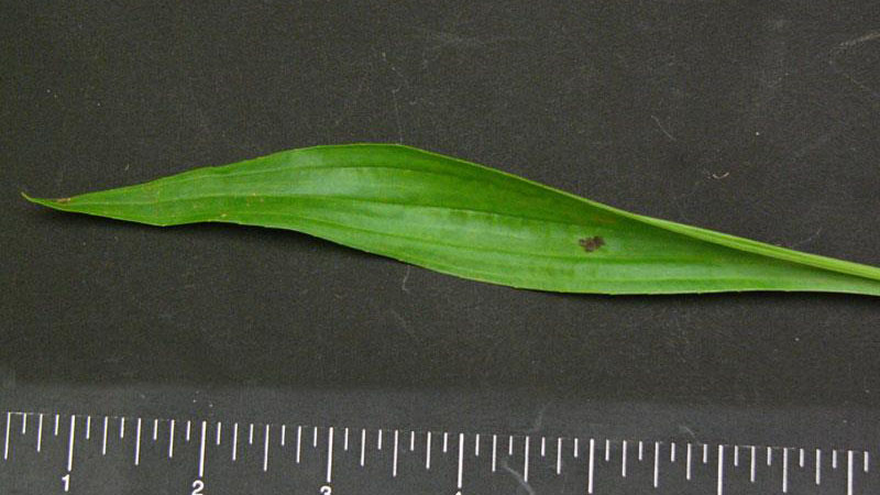 Buckhorn plantain leaf width.