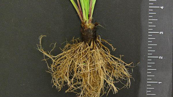 Buckhorn plantain root type.
