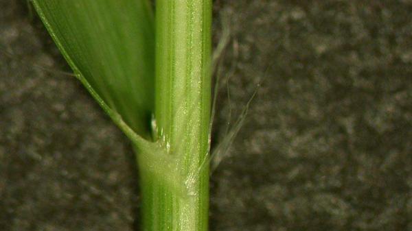 thin hairlike pieces where the Buffalograss leaf meets the stem