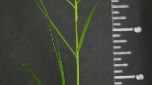 broad view of Buffalograss next to ruler