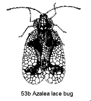 Figure 53B. Azalea lace bug.