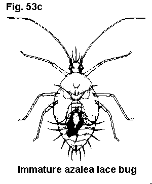 Figure 53C. Azalea lace bug (immature).