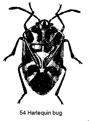 Figure 54. Harlequin bug.