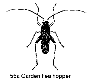 Figure 55A. Garden fleahopper.