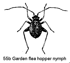 Figure 55B. Garden fleahopper.