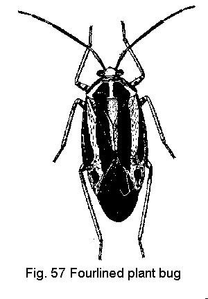 Figure 57. Fourlined plant bug.