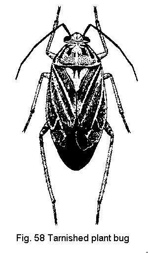 Figure 58. Tarnished plant bug.