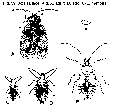 Figure 59. Full view, azalea lace bug. A. Adult. B. Egg. C, D, E