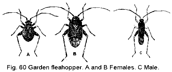 Figure 60. Full view, garden fleahopper. A, B. Females. C. Male.