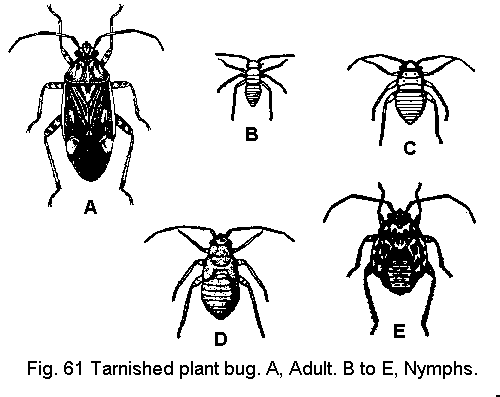 Figure 61. Full view, tarnished plant bug. A. Adult. B, C, D, E.
