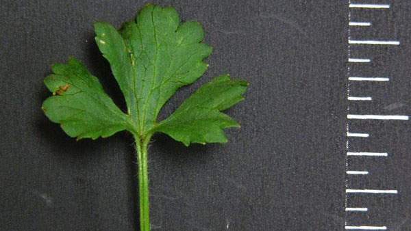 Bulbous buttercup leaf margin.
