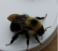 Bumble Bee on a plastic lid