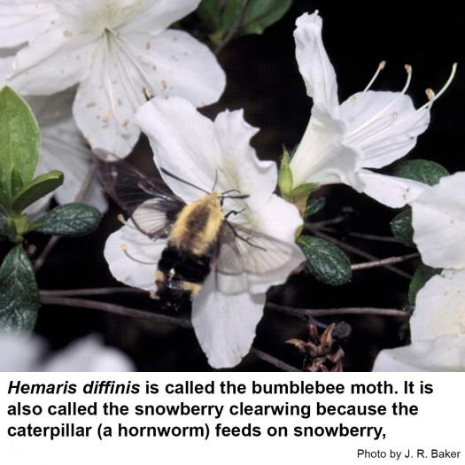 Bumblebee moth on white flower. It is also called the snowberry clearwing because the caterpillar feeds on snowberry